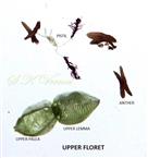  Parts of upper fertile floret